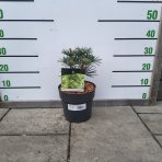 Dáždnikovec praslenovitý (Sciadopitys Verticillata) ´GREEN DIAMOND´ – výška: 25-35 cm, kont. C3L (-29°C)